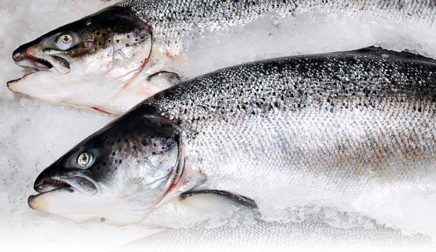 SalmÃ³n